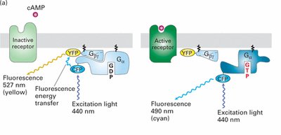 FRET analysis of G protein activation