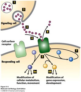 Overview of cell signaling pathway from ligand binding to cellular response