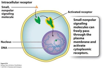 Intracellular receptor mechanism for small, nonpolar signaling molecules