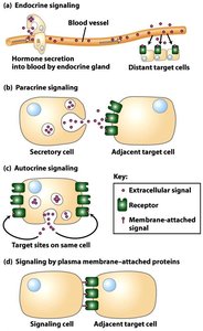 Types of cell signaling: endocrine, paracrine, autocrine, juxtacrine