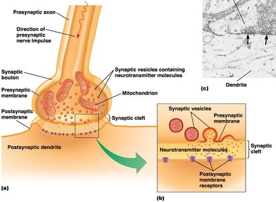 Structure and function of a chemical synapse