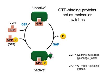 GTP-binding proteins as molecular switches
