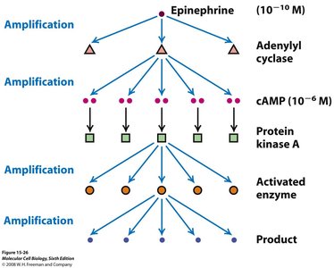 Signal amplification in a GPCR pathway