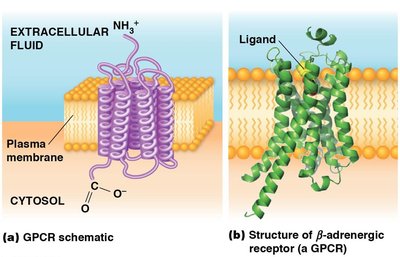 GPCR schematic and structure