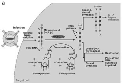 APOBEC3G edits HIV genome to debilitate virus