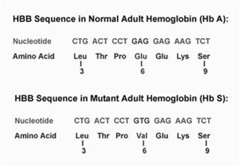 HBB sequence in normal and mutant hemoglobin
