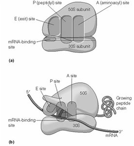 Ribosome binding sites: A, P, and E
