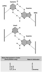 Wobble base pairing in tRNA anticodon
