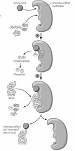 Aminoacyl-tRNA synthetase charging tRNA