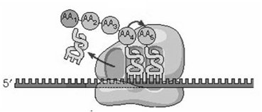 Translation elongation cycle