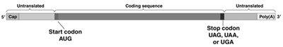 mRNA structure with start and stop codons