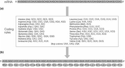 Genetic code table and translation of mRNA to protein