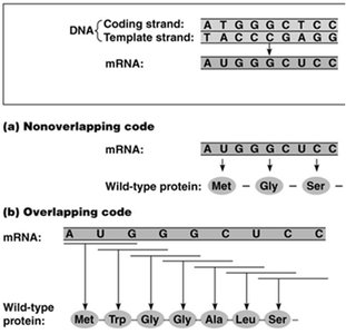 Nonoverlapping vs. overlapping genetic code