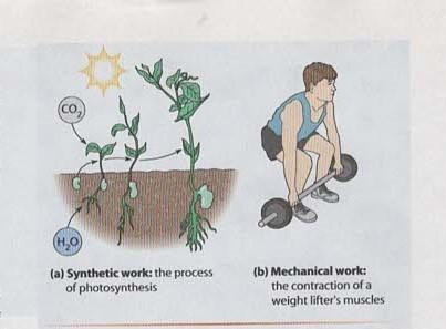 Synthetic and mechanical work: photosynthesis and muscle contraction