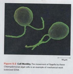 Cell motility: flagella movement in Chlamydomonas