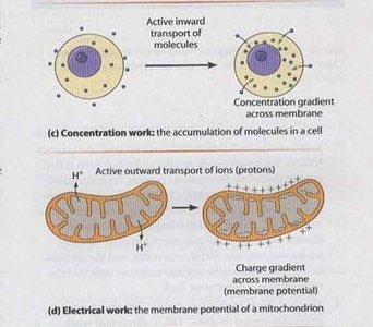Concentration and electrical work: transport and membrane potential