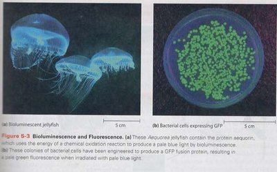 Bioluminescence and fluorescence in jellyfish and bacteria