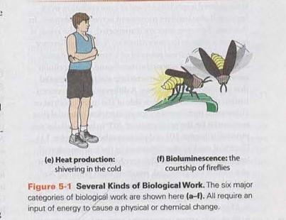 Heat production and bioluminescence: shivering and fireflies