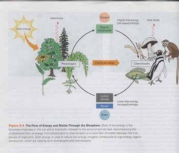 Flow of energy and matter through the biosphere