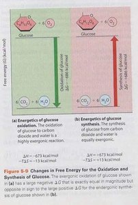 Free energy changes for glucose oxidation and synthesis