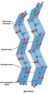 Parallel and antiparallel β sheets