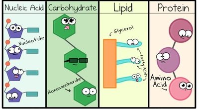 Cartoon showing monomers of nucleic acids, carbohydrates, lipids, and proteins