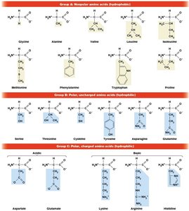 Amino acid R group classification