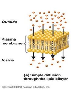 Simple diffusion through the lipid bilayer