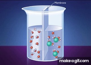 Osmosis across a membrane