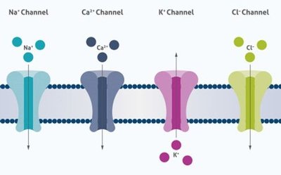 Ion channels for different ions