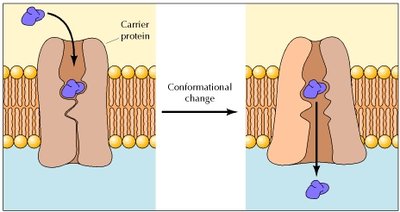 Carrier protein conformational change