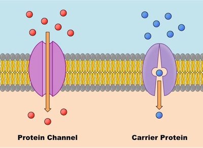 Protein channel vs. carrier protein