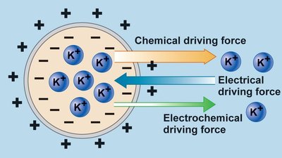 Electrochemical driving forces for ion movement