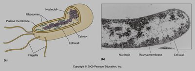 Diagram of a prokaryotic cell showing nucleoid, plasma membrane, and cell wall