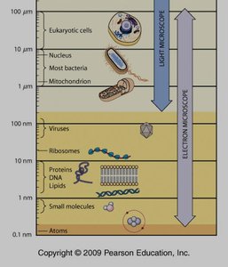 Scale of biological structures from atoms to cells