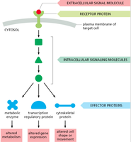 Diagram of cell signaling cascade from extracellular signal to effector proteins
