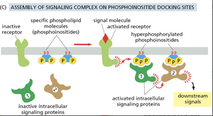 Assembly of signaling complex on phosphoinositide docking sites