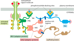 Modular interaction domains in signaling proteins
