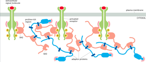 Receptor clusters mediated by multivalent interactions