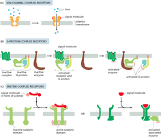 Main classes of cell surface receptors: ion-channel, GPCR, enzyme-coupled