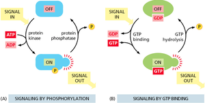 Signaling by phosphorylation and GTP binding