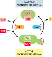 Regulation of monomeric GTPase by GEF and GAP