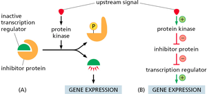 Reversal of inhibition by phosphorylation in gene expression