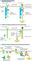 Assembly of signaling complexes on scaffold proteins, activated receptors, and phosphoinositide docking sites