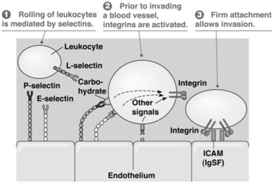 Leukocyte rolling and arrest