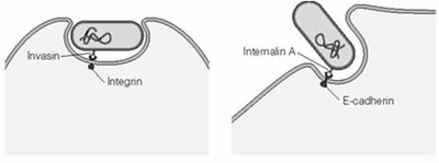 Pathogen interaction with integrin and E-cadherin