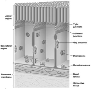 Diagram of cell junctions in epithelial tissue