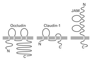 Tight junctions and cell polarity