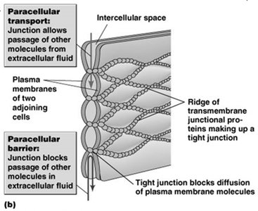 Tight junctions as permeability barriers