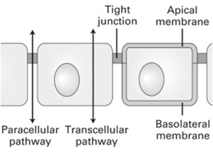 Tight junctions in epithelial tissue